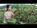 Cooking Eggplants in my homeland - Polin Lifestyle