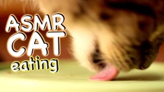 ASMR Cat  Eating #8