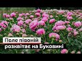 Найбільше в Україні поле півоній квітне на Буковині С4 Найбільше в Україні поле півоній квітне на Буковині С4