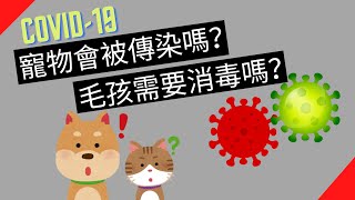 寵物需要消毒嗎？毛孩會感染新冠病毒嗎？「寵物疫情常見問題」 by 獸醫蔣蔣話 3,332 views 2 years ago 7 minutes, 7 seconds