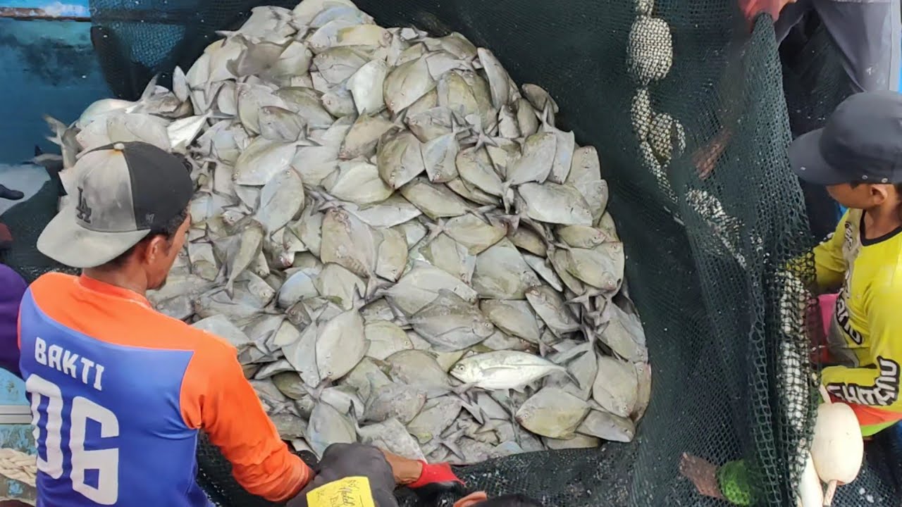 Rezeki nelayan memukat ikan bawal dalam hujan gerimis