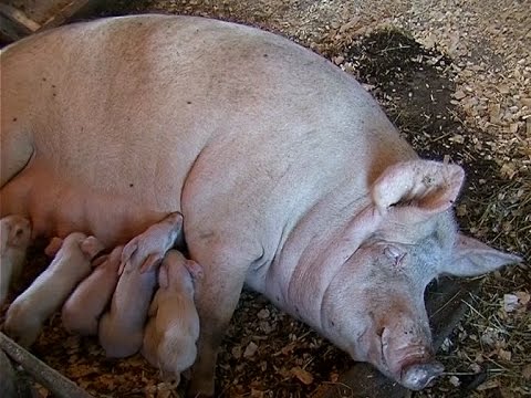 чума у свиней фото смотреть