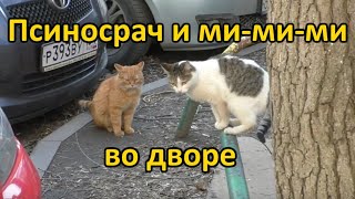 картинка: Собаки порвали котов? Псиносрач и ми-ми-ми во дворе / Артемий Зайцев