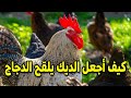 الديك لايلقح الدجاجة كيف أجعل الديك يلقح الدجاجة 7 خطوات لو عرفتوها هيبقي عندكم خبرة#طيور_فوق_السطح