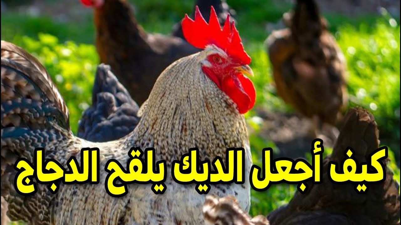 الديك لايلقح الدجاجة كيف أجعل الديك يلقح الدجاجة 7 خطوات لو عرفتوها ...