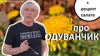 КАК УБРАТЬ ГОРЕЧЬ ИЗ ЛИСТЬЕВ ОДУВАНЧИКОВ И ПРИГОТОВИТЬ ВКУСНЫЙ САЛАТ?