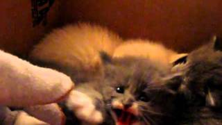 mad kitty by kellie garwood 661,627 views 12 years ago 1 minute, 12 seconds