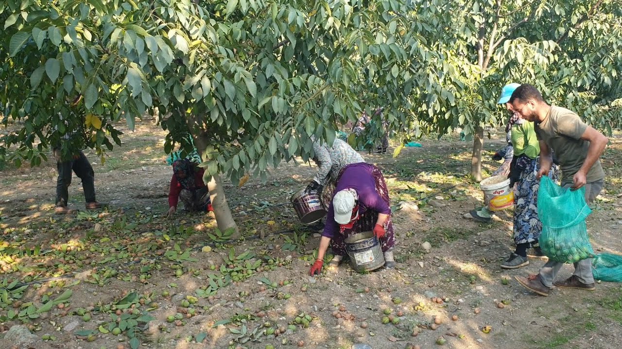 Tulare Cinsi Ceviz Bahçemizde Hasattayız