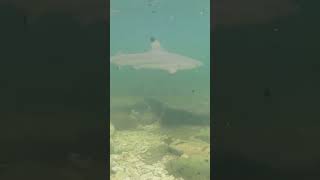 📍 Fitzroy Island ~ Cairns, QLD