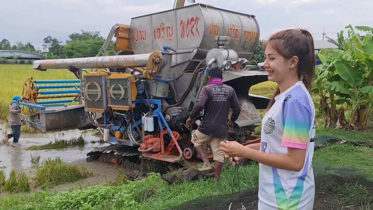สาวนุ่นพามาชมเจ้าปานเจริญเกี่ยวข้าวนาปรัง combine harvester