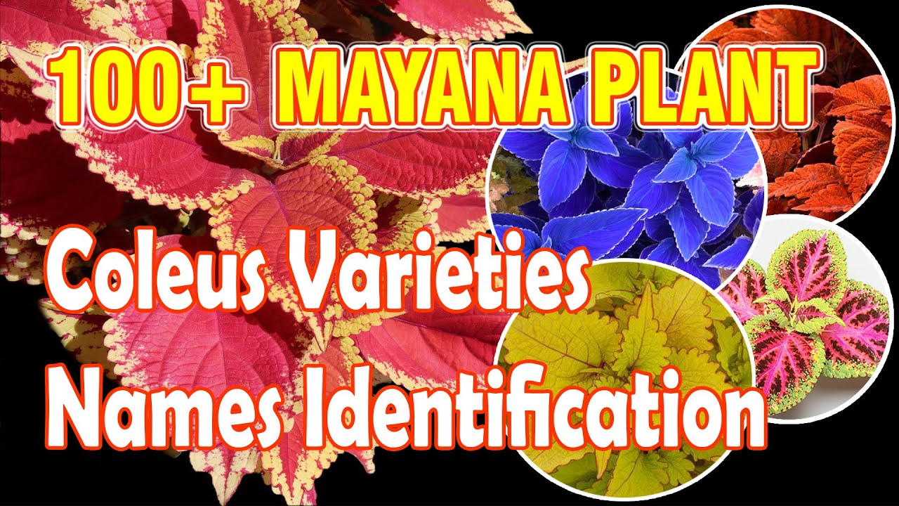 100+ MAYANA PLANT VARIETIES NAME IDENTIFICATION 125 TRENDING COLEUS