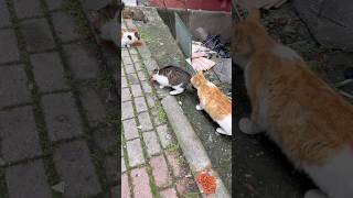 Gelmezler Mi Koşarak Geldiler Şfet