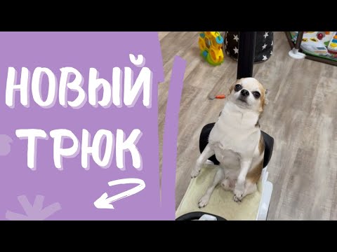 УМНАЯ СОБАКА НАУЧИЛАСЬ НОВОМУ ТРЮКУ