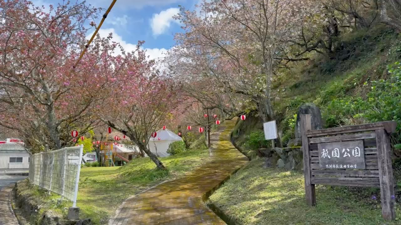April 7, 2026 - 50% in bloom - Double cherry blossoms at Gion Park