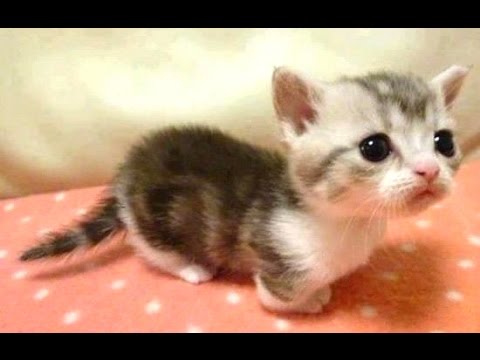 Baby Animals - A Cute Animal Videos Compilation || NEW HD - YouTube