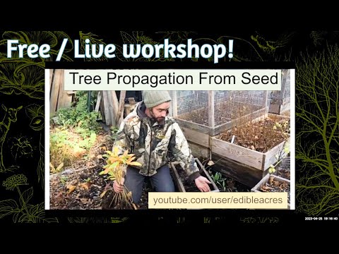 Vídeo: Willow Oak Informações: Aprenda sobre o cultivo de árvores de salgueiro