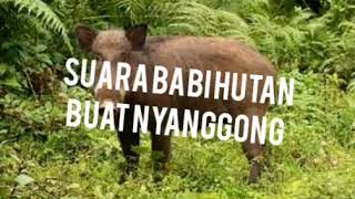 Suara babi hutan