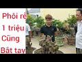 1 triệu 2 triệu cũng có thể bắt tay bonsai chính hiệu và trung bonsai giao lưu tại vườn anh Xuân