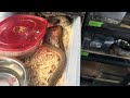 A common mode of failure when breeding pythons and boas