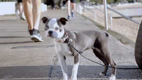 How incredible is the Canon 5D Mark iii