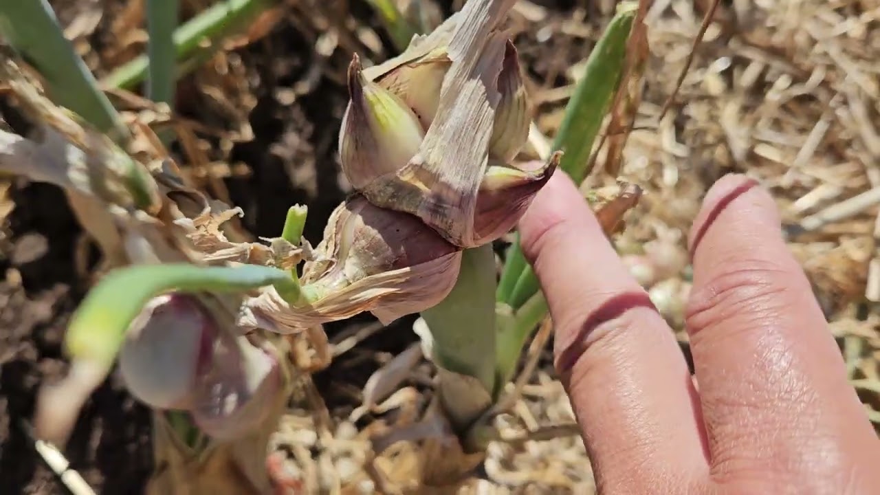 When do I harvest my Egyptian walking onions?