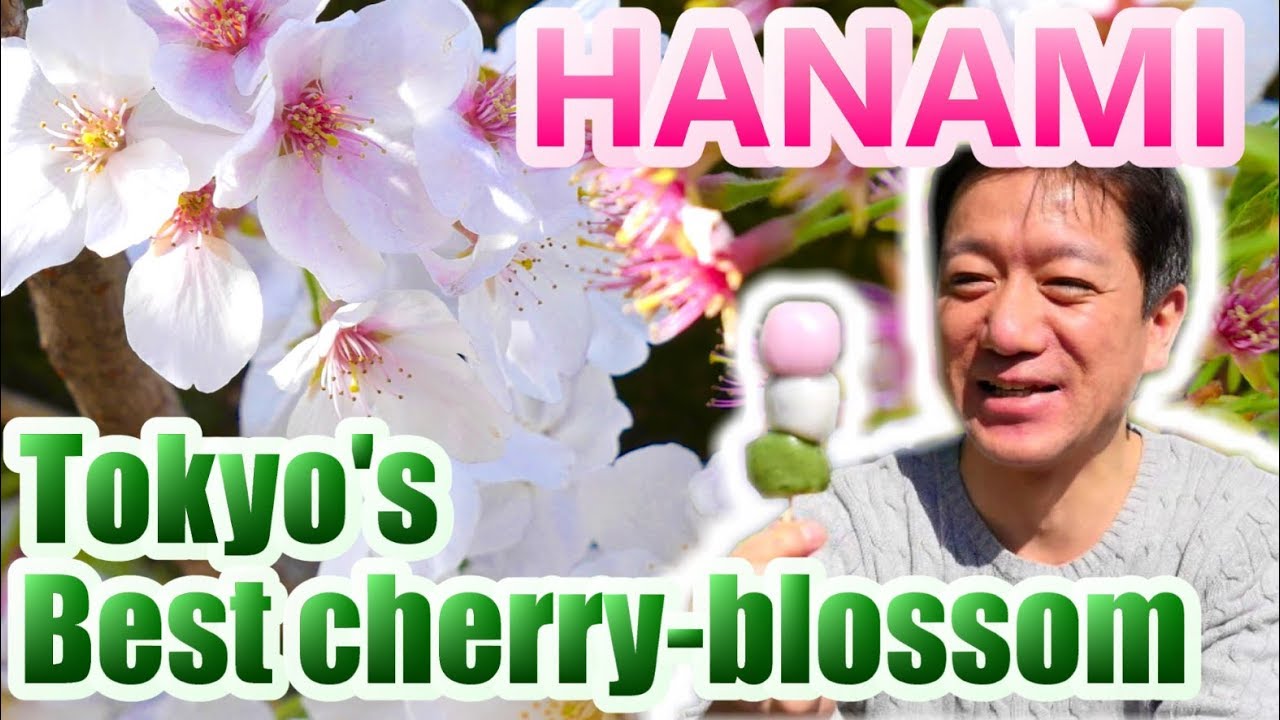 HANAMI!! Tokyo's Best Cherry Blossom YouTube
