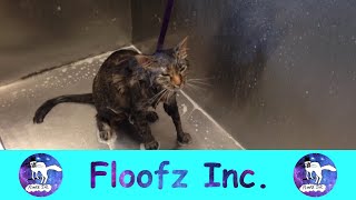 Funny Cats Hate Baths!