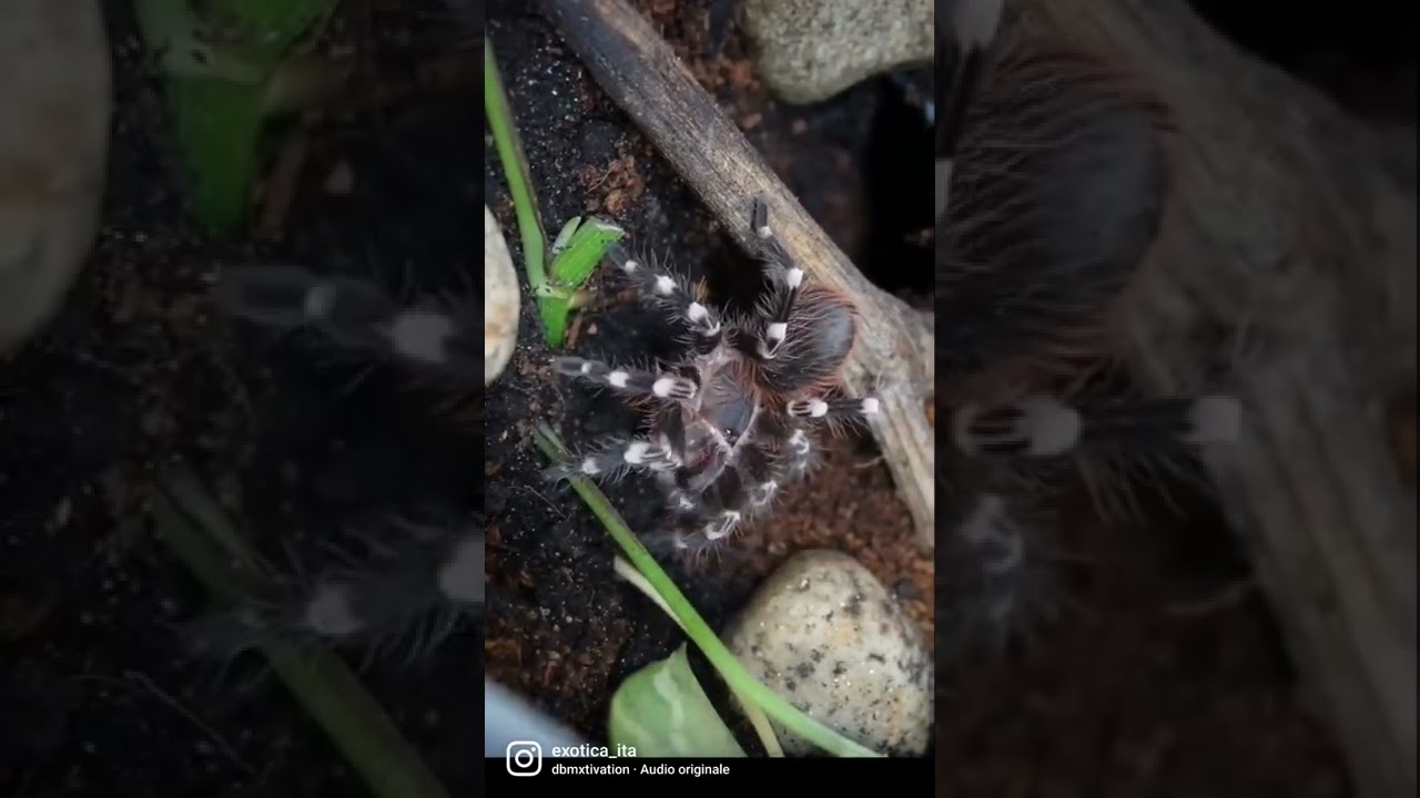 Acanthoscurria geniculata 🕷🤩