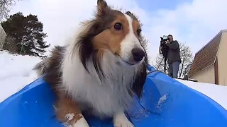 Roxie the sledding dog goes viral