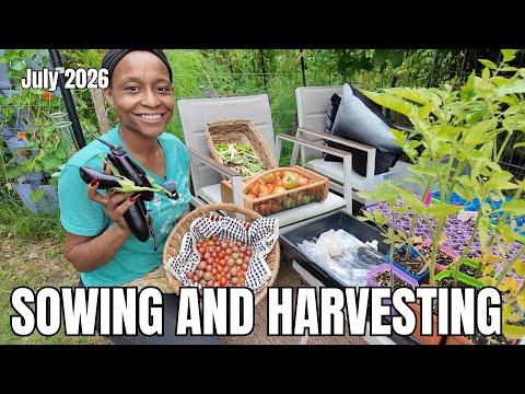 Sowing + Harvesting | Amending Gardening Garden Beds | Resowing Bean & Sunflowers (Chicken Update)