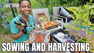 Sowing + Harvesting | Amending Gardening Garden Beds | Resowing Bean & Sunflowers (chicken Update)