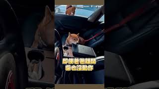 【靠實力拒絕誘惑】跟食物獨處！柴柴只舔個嘴完全沒偷吃