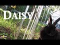 Daisy the babbit