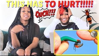 STUNG by a COW KILLER! by Brave Wilderness REACTION!!!