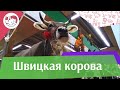 Швицкая корова на ilikepet. Особенности породы, уход