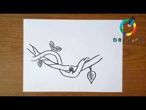 Video: How To Draw A Vine