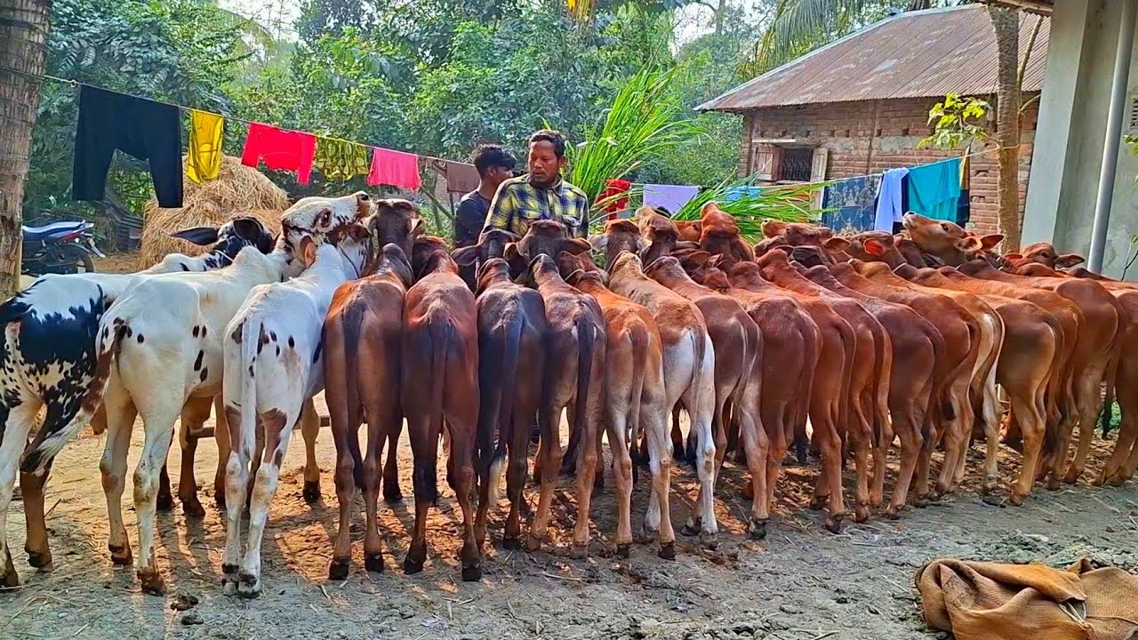 @আজ ৩ ফেব্রুয়ারী