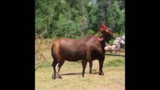 Top 10 Wildebeest Facts YOU Need to Know