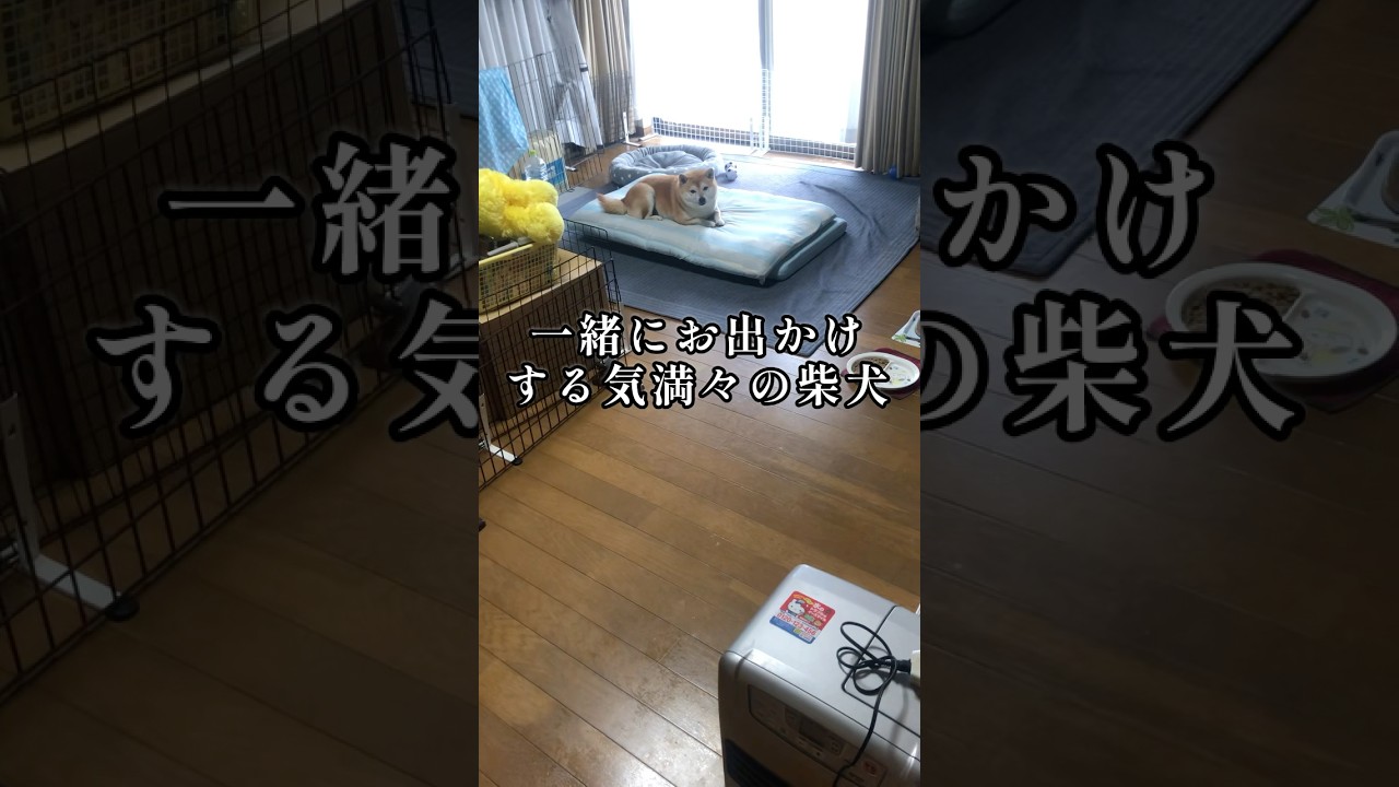 いつ呼ばれても集合できるように…#柴犬の日常#柴犬の癒し#しばいぬ#いぬのきもち#doglife#shibainu