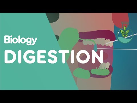 Video: What Is Digestion