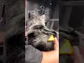 Открытие груминг салона BARBERDOG в г. Ереван (Армения)