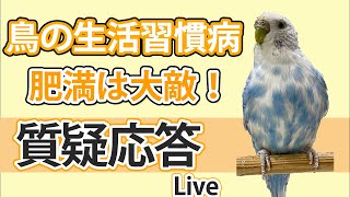 鳥の生活習慣病 肥満は大敵！【質疑応答ライブ】