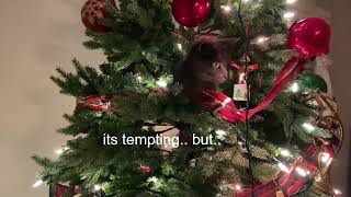 Korat Cat climbs Christmas tree by Talia the Korat's Corner 65 views 1 year ago 1 minute
