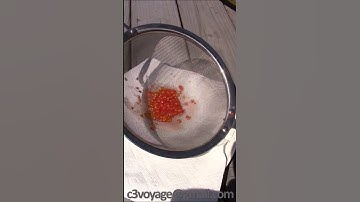 Fastest Tomato Seed Saving Ever!  🍅 #shorts