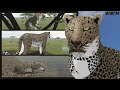 Roblox - Testing A | LEOPARD DOCUMENTARY (The Story of Shadow)