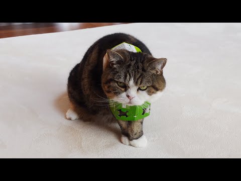 使い方を間違えちゃったねこ。-Maru's using it the wrong way.-