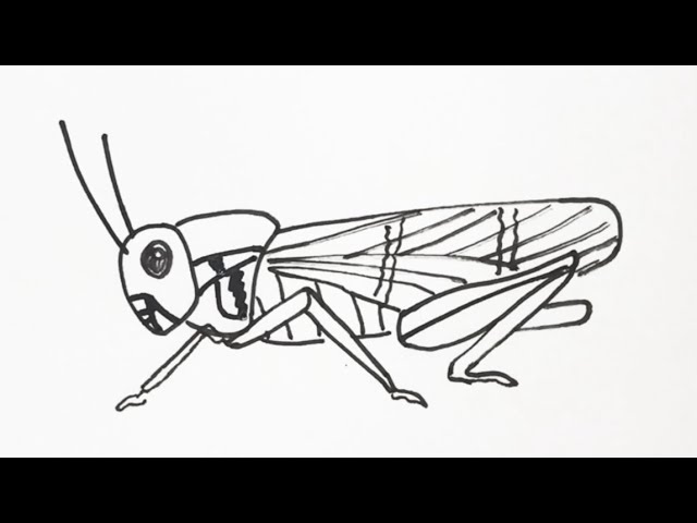 簡単 バッタの描き方 イラスト お絵描き Easy How To Draw A Grasshopper Illustration Draw Youtube