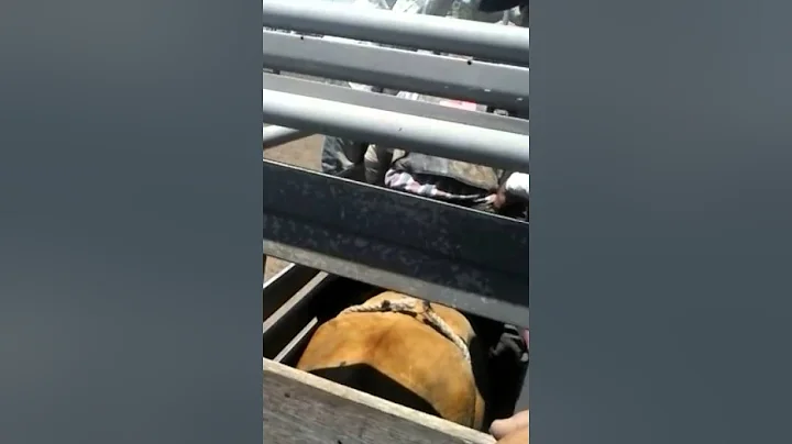 Clayton crook bull ridding.