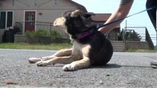 Pet of the Week: Saiberry [Australian cattle dog mix]