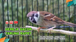 Burung Gereja Tarung Gacor Speed Rapat‼️ COCOK untuk Masteran dan Isian Burung Bahan ( Episode 07 )